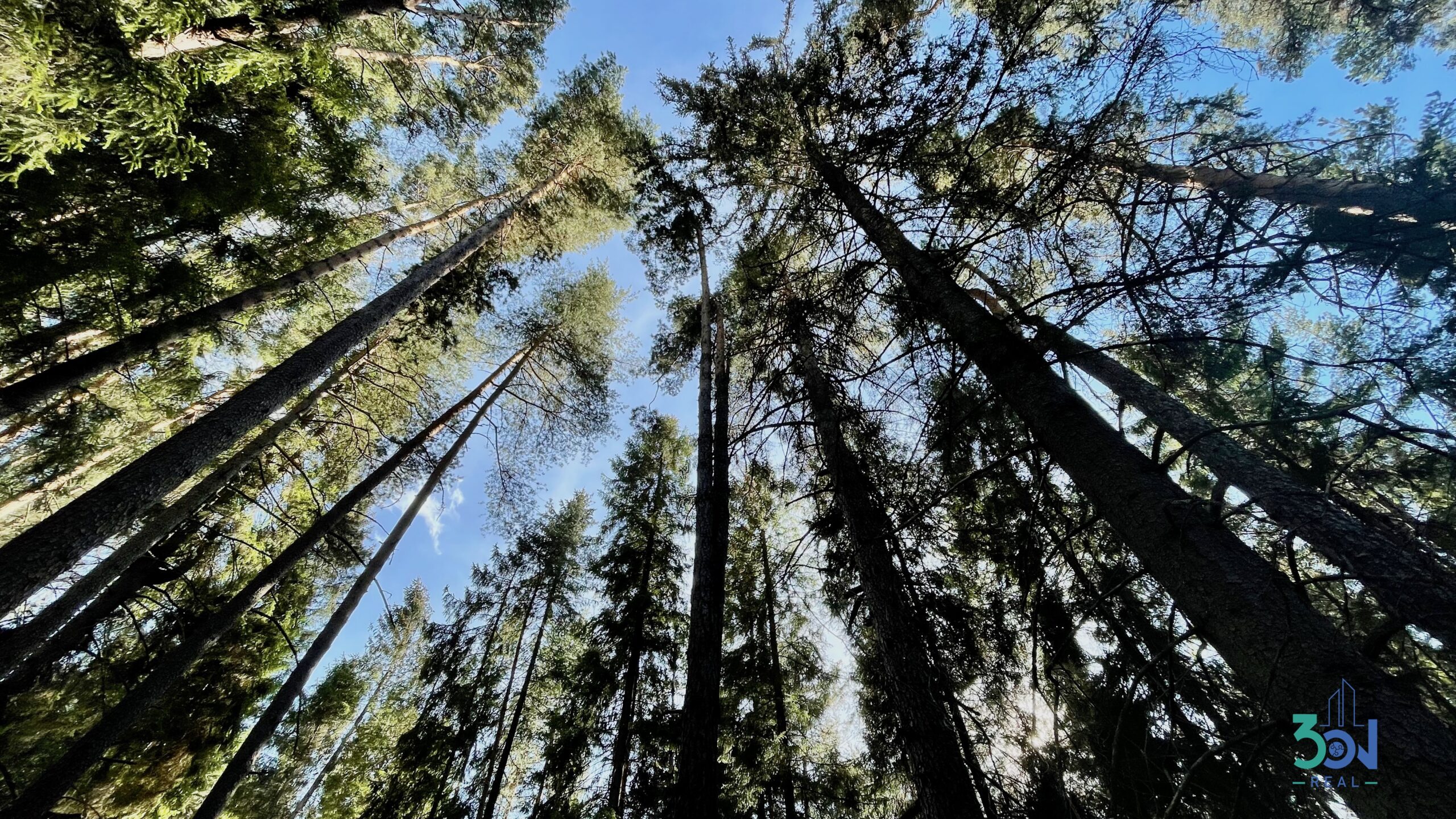 Les v osobnom výlučnom vlastníctve – Ľubica, Kežmarok